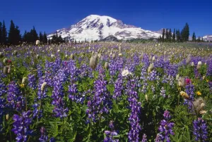 Purple Flowers Blooming Beneath Mount Rainier, Paradise Park Valley Purple Flowers Blooming Beneath Mount Rainier, Paradise Park Valley