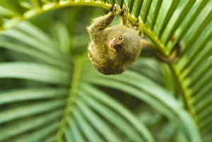 Pygmy marmosets native to ecuador are the smallest primate;Guayaquil ecuador Pygmy marmosets native to ecuador are the smallest primate;Guayaquil ecuador