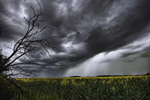 Rain And Thunderstorm Over A Canola Field South Of Bon Accord, Alberta Rain And Thunderstorm Over A Canola Field South Of Bon Accord, Alberta