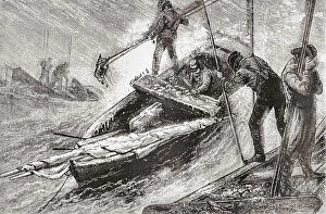 Historical Collection: Raking Oysters Chesapeake Bay Estuary Chesapeake Watermen