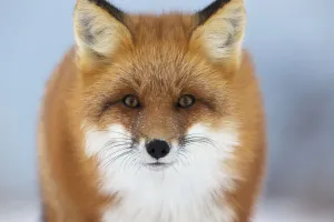Red Fox Staring At The Camera; Churchill Manitoba Canada Red Fox Staring At The Camera; Churchill Manitoba Canada