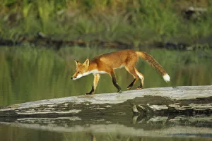 Red Fox Walks On Log In Pond Sc Ak Captive Summer Red Fox Walks On Log In Pond Sc Ak Captive Summer