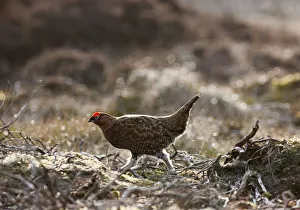 Red Grouse (Lagopus Lagopus Scotica) Walking On The Ground; Yorkshire Dales England Red Grouse (Lagopus Lagopus Scotica) Walking On The Ground; Yorkshire Dales England