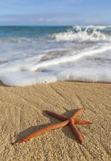 A Red Live Finger Starfish, Also Known As Linckia Sea Star, Found Along A Sandy Beach With White Ocean Tide Washing Up A Red Live Finger Starfish, Also Known As Linckia Sea Star, Found Along A Sandy Beach With White Ocean Tide Washing Up