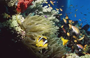 Red Sea Anemone Fish (Amphiprion Bicinctus) In Anemone Red Sea Anemone Fish (Amphiprion Bicinctus) In Anemone