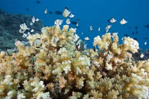 Reticulated Damselfish (Dascyllus Reticulatus) is also known as Headband Humbug; Fiji Reticulated Damselfish (Dascyllus Reticulatus) is also known as Headband Humbug; Fiji