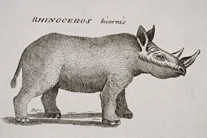 Rhinoceros Bicornis. Engraved By P. Halpin 18Th Century Rhinoceros Bicornis. Engraved By P. Halpin 18Th Century