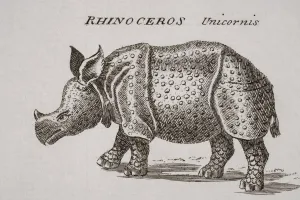 Rhinoceros, Unicornis. Engraved By P. Halpin 18Th Century Rhinoceros, Unicornis. Engraved By P. Halpin 18Th Century