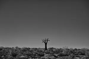 Richtersveld National Park With Dead Kookerboom Tree; South Africa Richtersveld National Park With Dead Kookerboom Tree; South Africa