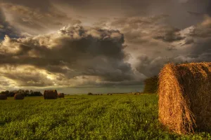Rolled Hay Bales Under Storm Clouds On A Farm North Of Edmonton, Alberta Rolled Hay Bales Under Storm Clouds On A Farm North Of Edmonton, Alberta
