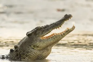 Saltwater crocodile opens its jaws as emerges from the Hunter River, The Kimberley, Australia Saltwater crocodile opens its jaws as emerges from the Hunter River, The Kimberley, Australia