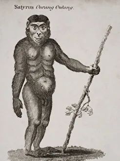 Satyrus, Ourang Outang. Engraved By Barlow, 18Th Century Satyrus, Ourang Outang. Engraved By Barlow, 18Th Century