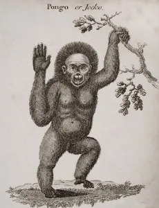 Satyrus, Ourang Outang. Pongo Or Jocko. Engraved By Barlow Satyrus, Ourang Outang. Pongo Or Jocko. Engraved By Barlow