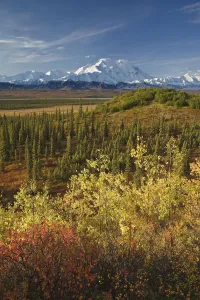 Scenic Of Fall Tundra And Yellow Aspen Trees With Mt. Mckinley In The Background Near Wonder Lake Campground Scenic Of Fall Tundra And Yellow Aspen Trees With Mt. Mckinley In The Background Near Wonder Lake Campground