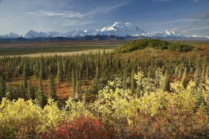 Scenic View Of Mt. Mckinley And The Alaska Range With Taiga And Fall Colors In The Foreground Near Wonder Lake In Scenic View Of Mt. Mckinley And The Alaska Range With Taiga And Fall Colors In The Foreground Near Wonder Lake In