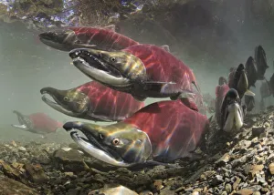Schooled Mature Sockeye/Red Salmon (Oncorhynchus Nerka; Salmonidae Schooled Mature Sockeye/Red Salmon (Oncorhynchus Nerka; Salmonidae