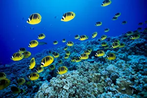 Schooling Raccoon Butterflyfish (Chaetodon Lunula) Over Reef Schooling Raccoon Butterflyfish (Chaetodon Lunula) Over Reef
