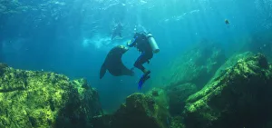 Scuba Divers With Sea Lions Underwater At Los Islotes National Marine Park Espiritu Santo Island Scuba Divers With Sea Lions Underwater At Los Islotes National Marine Park Espiritu Santo Island