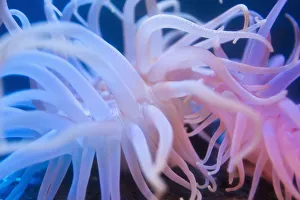 Sea Anenome On Display At The Alaska Sealife Center In Seward, Southcentral Alaksa, Usa Sea Anenome On Display At The Alaska Sealife Center In Seward, Southcentral Alaksa, Usa