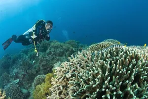 Sea Krait And Scuba Diver, Apo Island Marine Park, Philippines Sea Krait And Scuba Diver, Apo Island Marine Park, Philippines