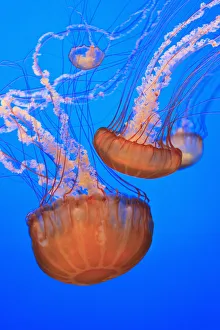 Sea Nettles (Chrysaora Fuscescens) In Monterey Bay Aquarium Display; Monterey, California Sea Nettles (Chrysaora Fuscescens) In Monterey Bay Aquarium Display; Monterey, California