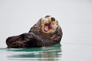 Sea Otter Floating On Back Scratching Head And Yawning, Prince William Sound, Southcentral Alaska, Winter Sea Otter Floating On Back Scratching Head And Yawning, Prince William Sound, Southcentral Alaska, Winter