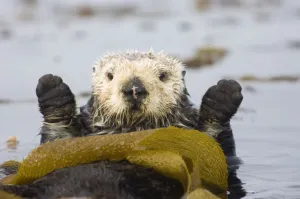 Sea Otters Rest Wrapped In Kelp Beds Pacific Ocean California Spring Sea Otters Rest Wrapped In Kelp Beds Pacific Ocean California Spring