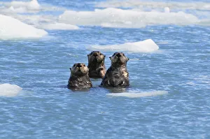 Sea Otters Swim In An Ice Floe At Yale Glacier In Prince William Sound, Southcentral Alaska, Summer Sea Otters Swim In An Ice Floe At Yale Glacier In Prince William Sound, Southcentral Alaska, Summer