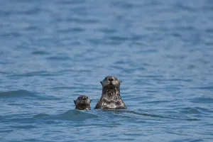 Sea Otters Swimming In The Waters Of Bristol Bay During Summer In Southwest, Alaska/N Sea Otters Swimming In The Waters Of Bristol Bay During Summer In Southwest, Alaska/N