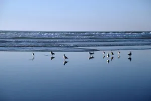 Seagulls Standing On The Shore As The Waves Roll In Seagulls Standing On The Shore As The Waves Roll In