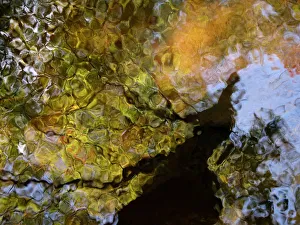 Second Earth, Massachusetts, Seekonk, Caratunk Wildlife Refuge, Colorful Glassy Reflections On Water Second Earth, Massachusetts, Seekonk, Caratunk Wildlife Refuge, Colorful Glassy Reflections On Water
