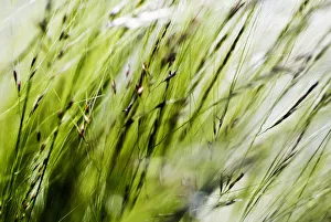 Selective Focus Of Green Ornamental Grass (Stipa Gigantea) Selective Focus Of Green Ornamental Grass (Stipa Gigantea)