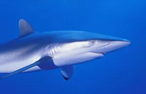 Images Dated 24th September 2002: Shark