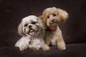 A Shihtzu And A Poodle On A Brown Backdrop; St. Albert, Alberta, Canada A Shihtzu And A Poodle On A Brown Backdrop; St. Albert, Alberta, Canada