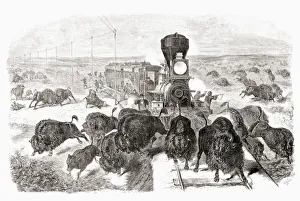 Shooting buffalo on the Kansas-Pacific Railroad line. After a work by an unidentified artist which appeared in the June Shooting buffalo on the Kansas-Pacific Railroad line. After a work by an unidentified artist which appeared in the June