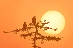 Silhouette Of Bald Eagle On Branch At Sunset Digital Composite Silhouette Of Bald Eagle On Branch At Sunset Digital Composite