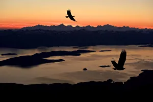 Silhouette Of Bald Eagles In Flight At Sunset Over The Inside Passage In Southeast Alaska. Composite Silhouette Of Bald Eagles In Flight At Sunset Over The Inside Passage In Southeast Alaska. Composite