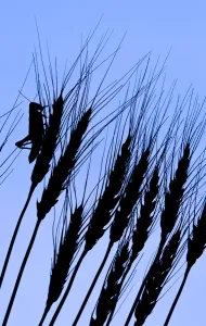 Silhouette Of A Grasshopper On Wheat, Near Manor, Saskatchewan Silhouette Of A Grasshopper On Wheat, Near Manor, Saskatchewan