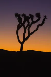 Silhouette of a joshua tree at sunset in joshua tree national park; California united states of america Silhouette of a joshua tree at sunset in joshua tree national park; California united states of america
