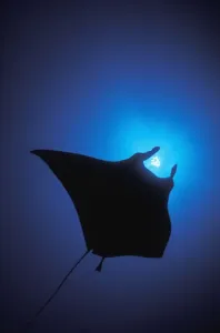 Silhouette Of Sting Ray And Shaft Of Light In Blue Water Silhouette Of Sting Ray And Shaft Of Light In Blue Water