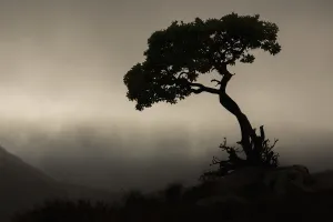 Silhouette Of A Tree Against A Stormy Sky In Richtersveld National Park; South Africa Silhouette Of A Tree Against A Stormy Sky In Richtersveld National Park; South Africa