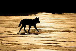 Silhouetted Archipelago Wolf Trotting Across Snow Field In Evening Sunlight Southeast Alaska Winter Silhouetted Archipelago Wolf Trotting Across Snow Field In Evening Sunlight Southeast Alaska Winter