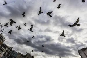 Silhouetted Flock Of Birds Flying Against A Cloudy Sky; Thessaloniki, Greece Silhouetted Flock Of Birds Flying Against A Cloudy Sky; Thessaloniki, Greece