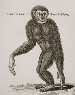 Simia Lar, Great Gibbon. Engraved By Barlow, 18Th Century Simia Lar, Great Gibbon. Engraved By Barlow, 18Th Century