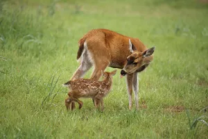 Sitka Black Tail Doe With Fawn In Meadow Captive Alaska Wildlife Conservation Cntr Sitka Black Tail Doe With Fawn In Meadow Captive Alaska Wildlife Conservation Cntr