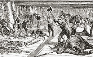 Historical Collection: Slaughtering Skinning Cattle Industry Killing