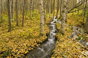 Small Creek Flows Through Autumn Leaf Covered Forest Floor Chugach State Park Eagle River Valley Alaska Southcentral Small Creek Flows Through Autumn Leaf Covered Forest Floor Chugach State Park Eagle River Valley Alaska Southcentral