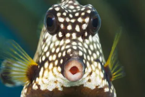 The Smooth Trunkfish (Lactophrys Triqueter) Is Common On Caribbean Reefs; Bonaire The Smooth Trunkfish (Lactophrys Triqueter) Is Common On Caribbean Reefs; Bonaire