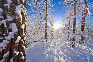 Detail Of Snow Covered Cotttonwoods During Winter In Artic Valley, Alaska Detail Of Snow Covered Cotttonwoods During Winter In Artic Valley, Alaska