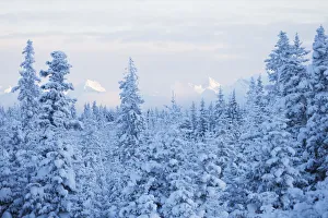 Snow Covered Forest Under A Cloudy Sky With Snow Capped Mountains In The Distance; Alaska, United States Of America Snow Covered Forest Under A Cloudy Sky With Snow Capped Mountains In The Distance; Alaska, United States Of America